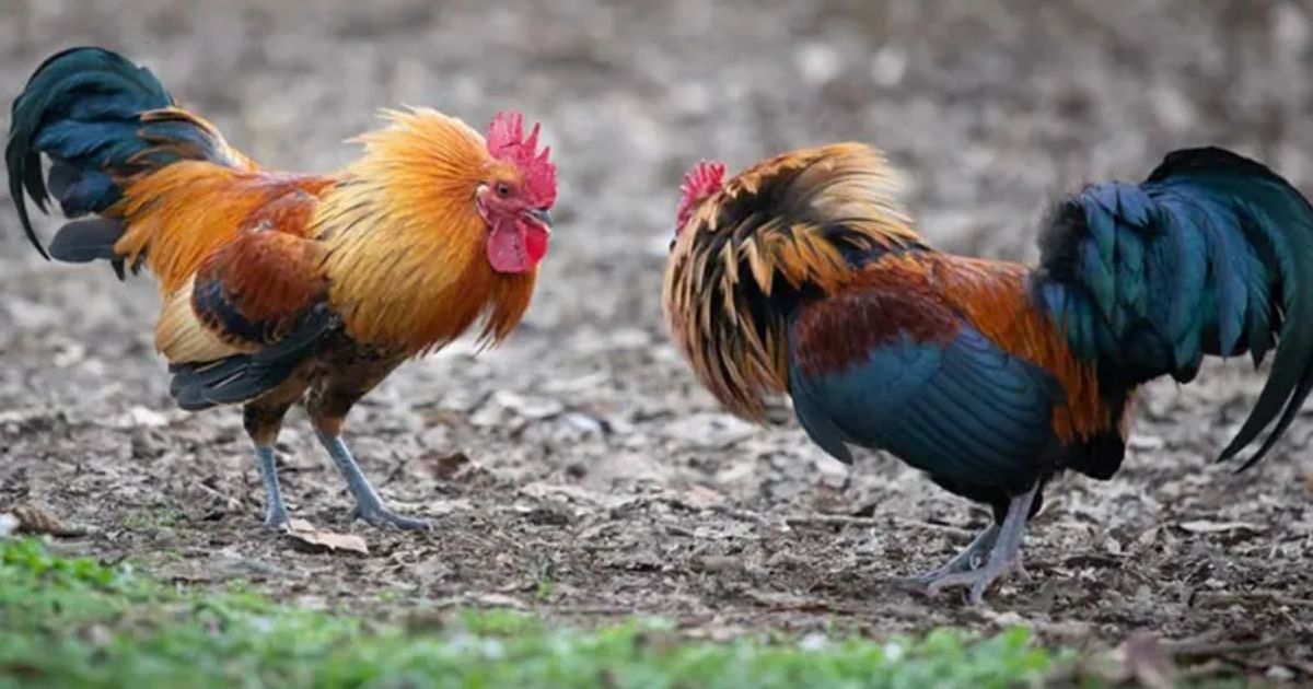 Reactivan permisos para eventos gallísticos y carreras de caballos en Chihuahua